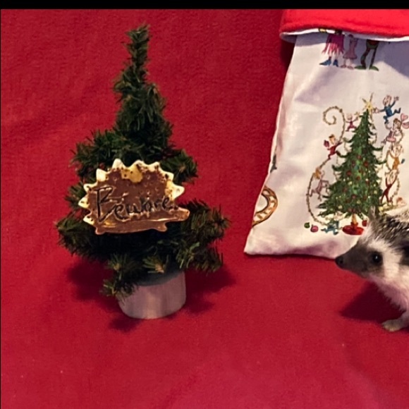 Hedgehog cage sign / ornament - Picture 4 of 4